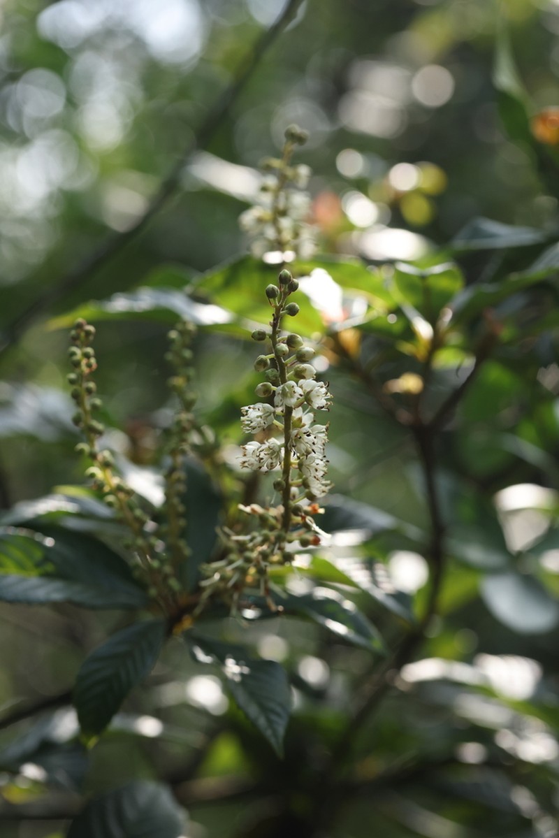 Clethra fabri photo 3
