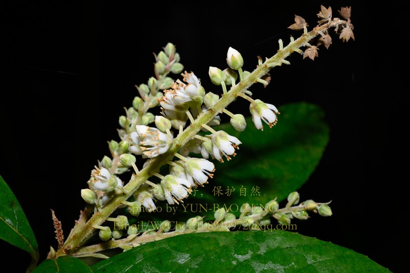 Clethra fabri photo 4
