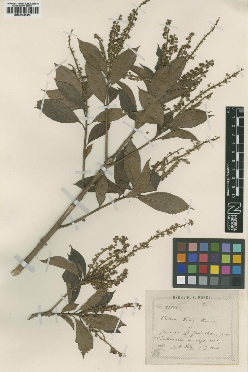 Clethra fabri photo 5