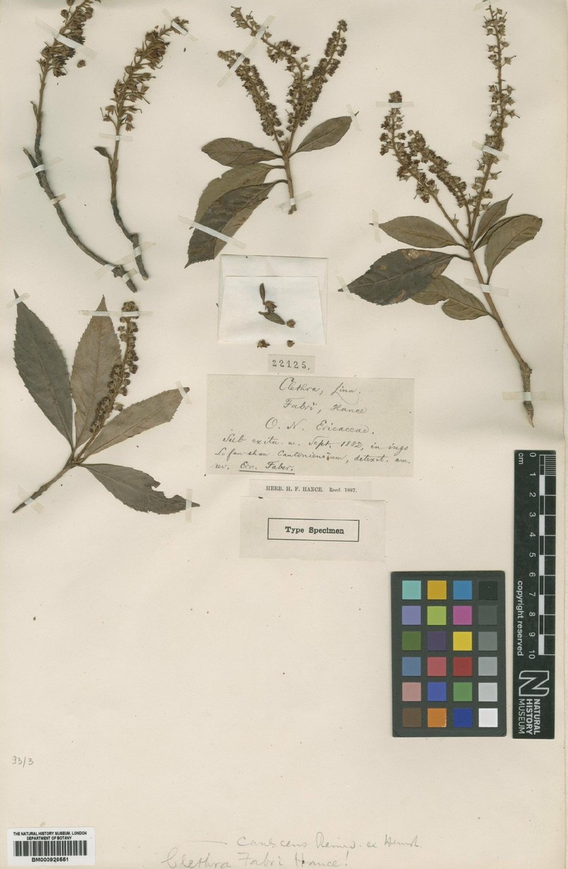 Clethra fabri photo 6