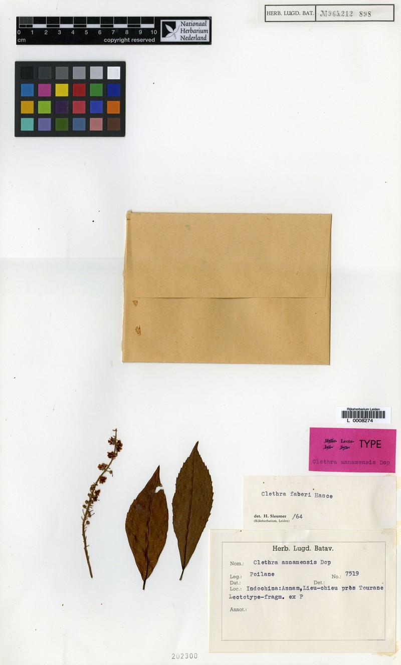 Clethra fabri photo 7