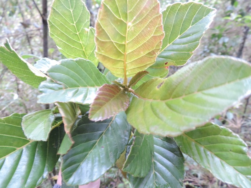 Clethra fagifolia