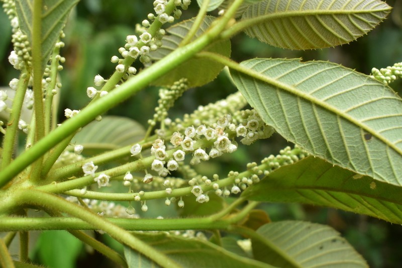 Clethra fagifolia photo 2
