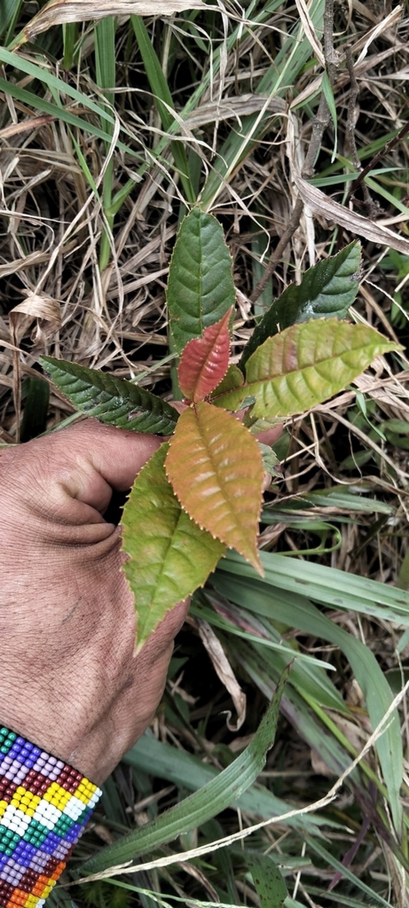 Clethra fagifolia photo 3