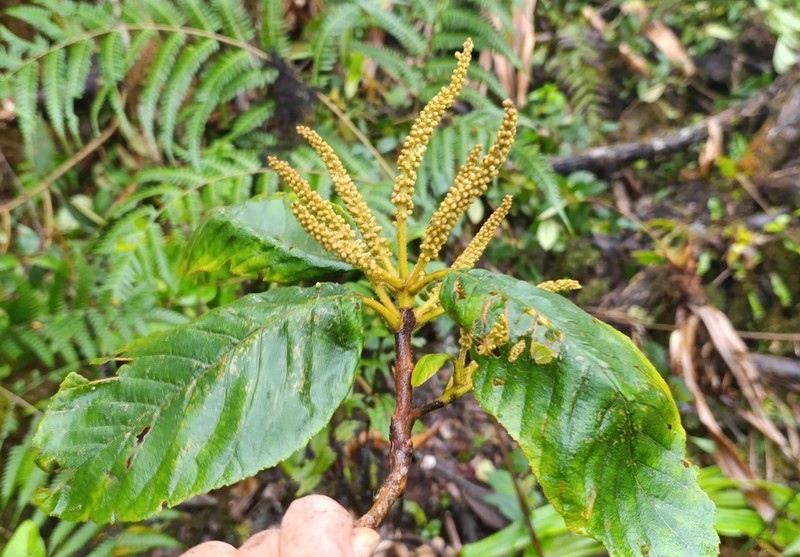 Clethra fagifolia photo 4