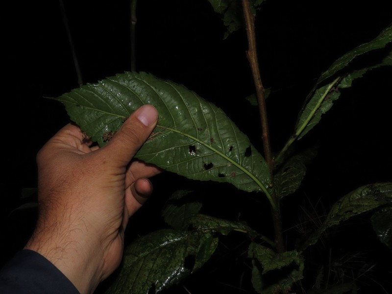 Clethra fagifolia photo 5