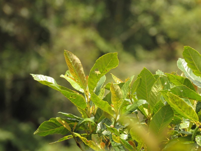 Clethra fagifolia photo 6