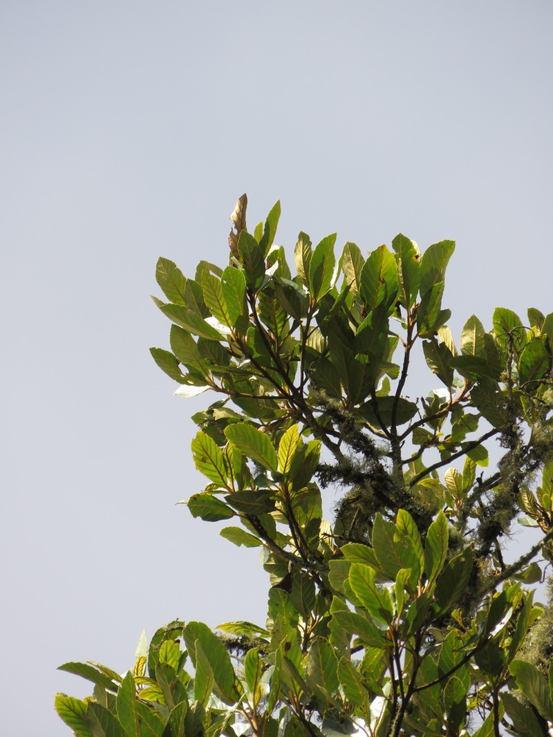 Clethra fagifolia photo 7