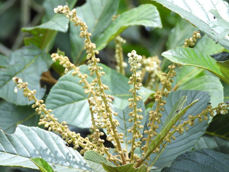 Clethra fagifolia photo 8