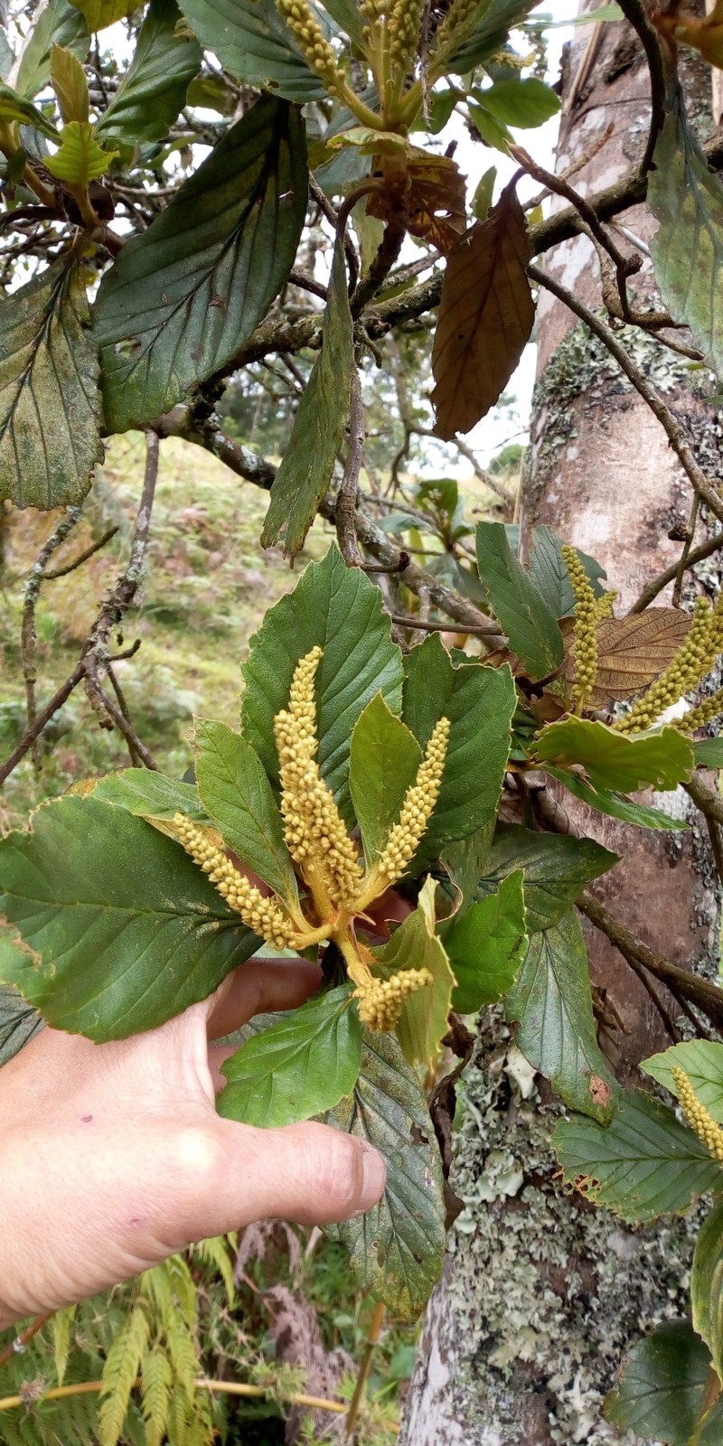 Clethra fagifolia var. bicolor photo 2
