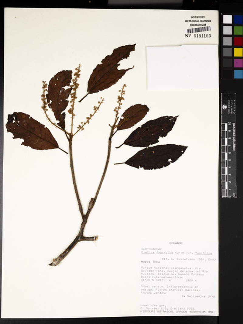 Clethra fagifolia var. fagifolia