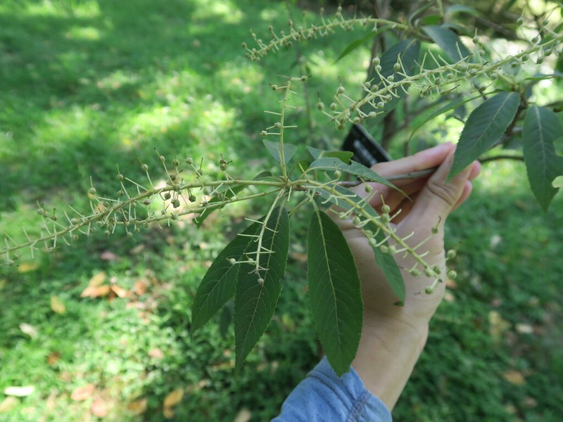 Clethra fargesii photo 2
