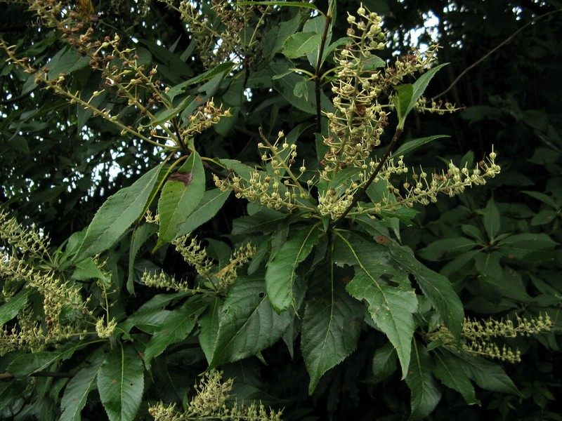 Clethra fargesii photo 3
