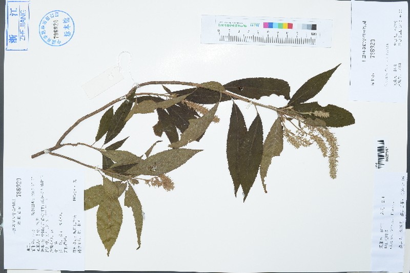 Clethra fargesii photo 4