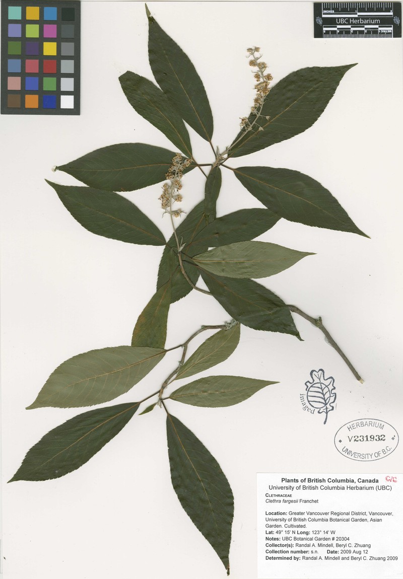Clethra fargesii photo 5