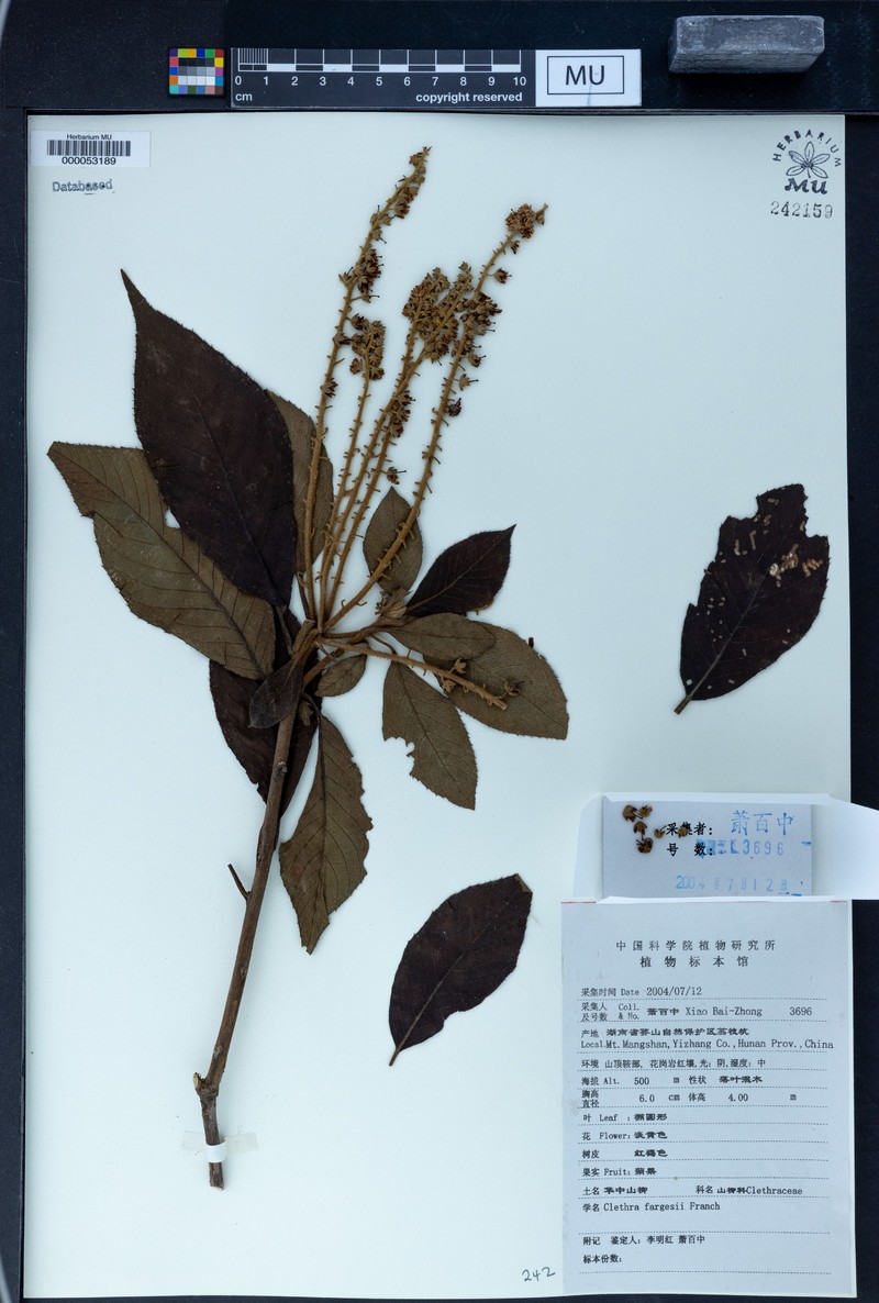 Clethra fargesii photo 6