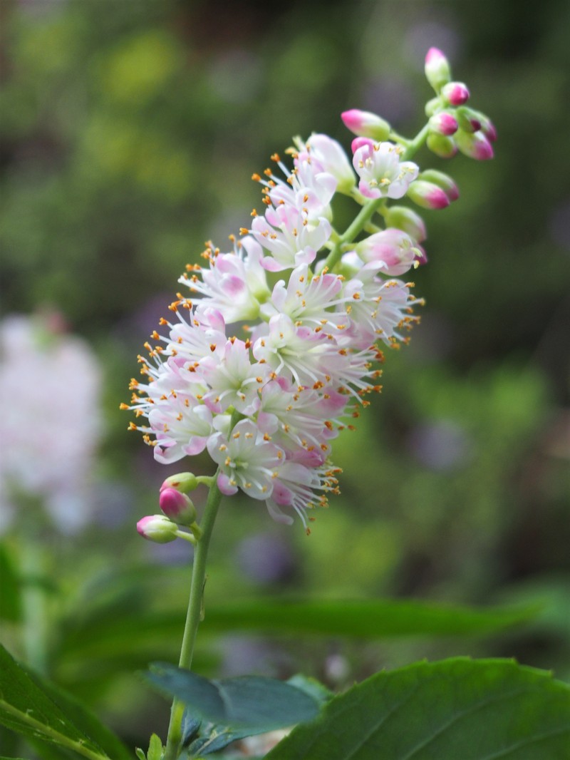 Clethra fargesii