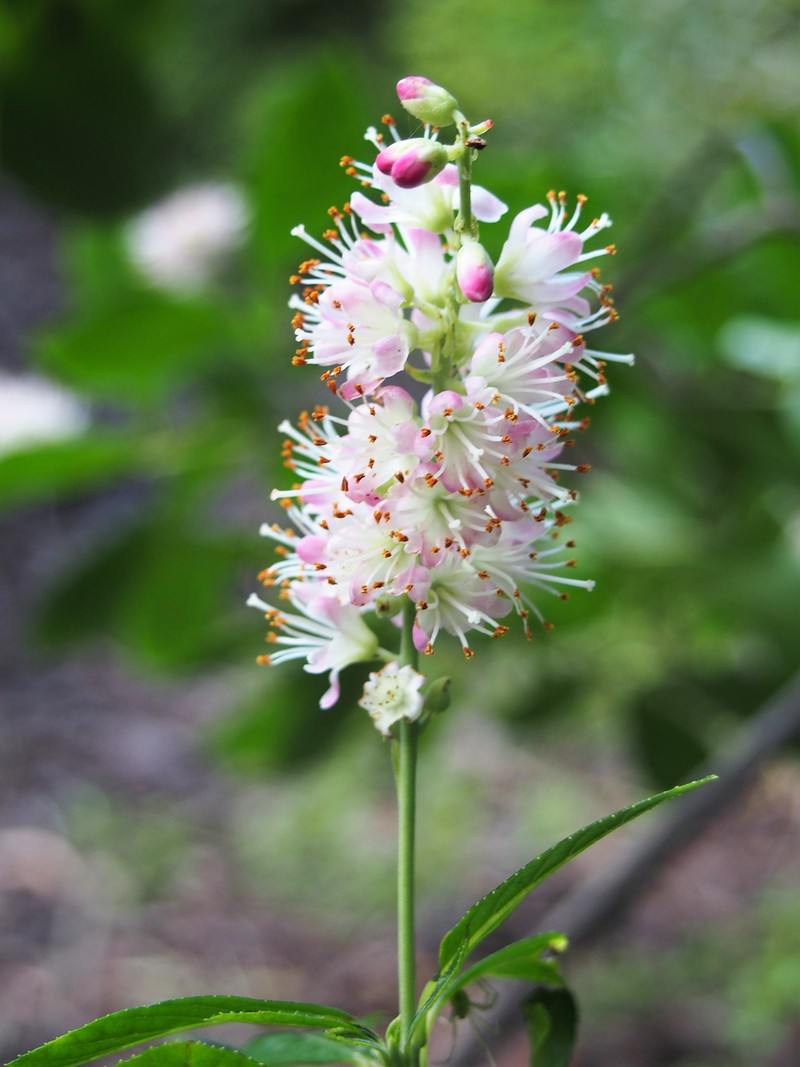 Clethra fargesii photo 7