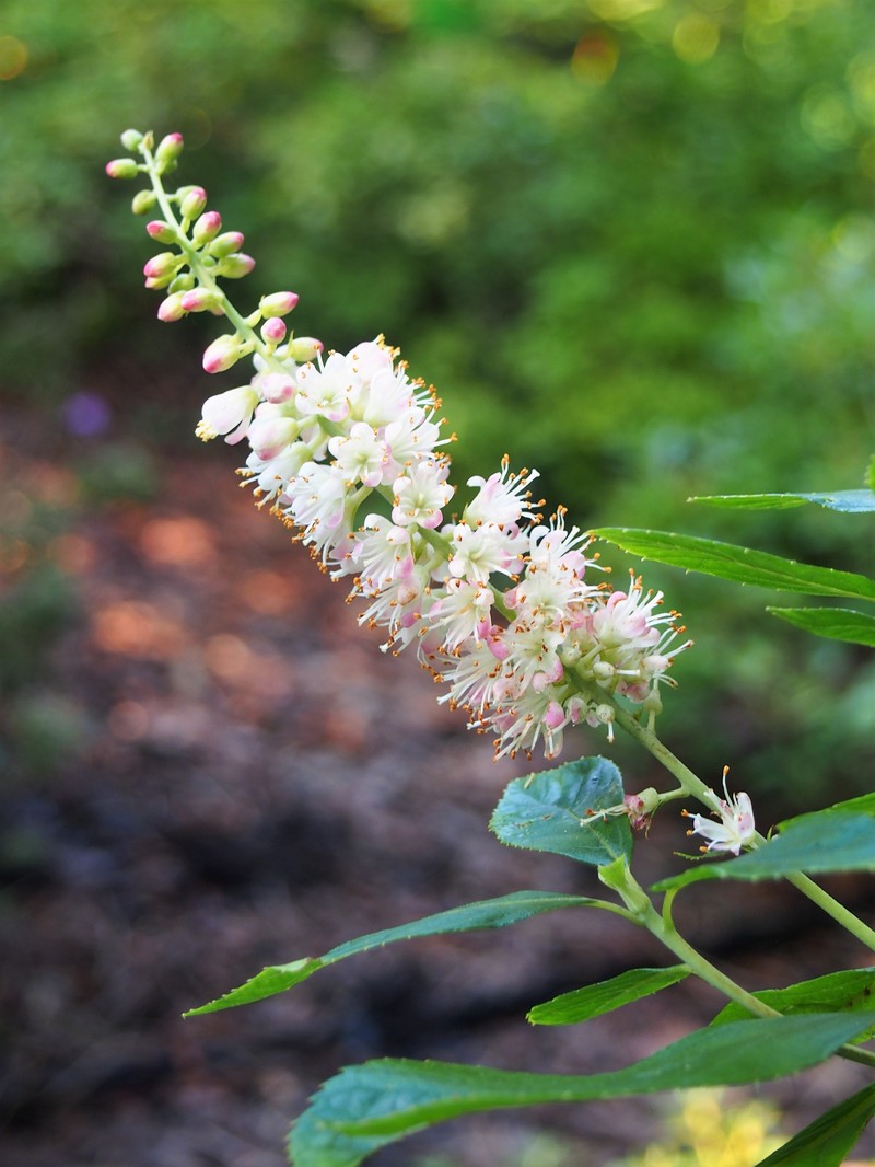 Clethra fargesii photo 8