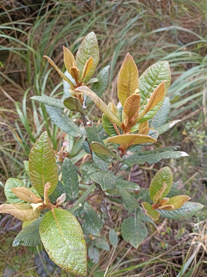 Clethra ferruginea photo 2