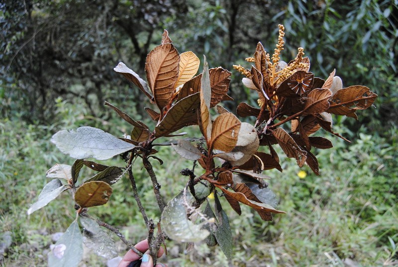 Clethra ferruginea photo 3