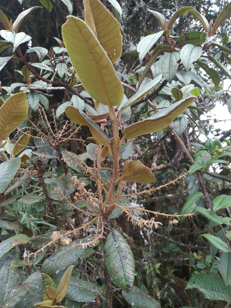 Clethra ferruginea photo 4