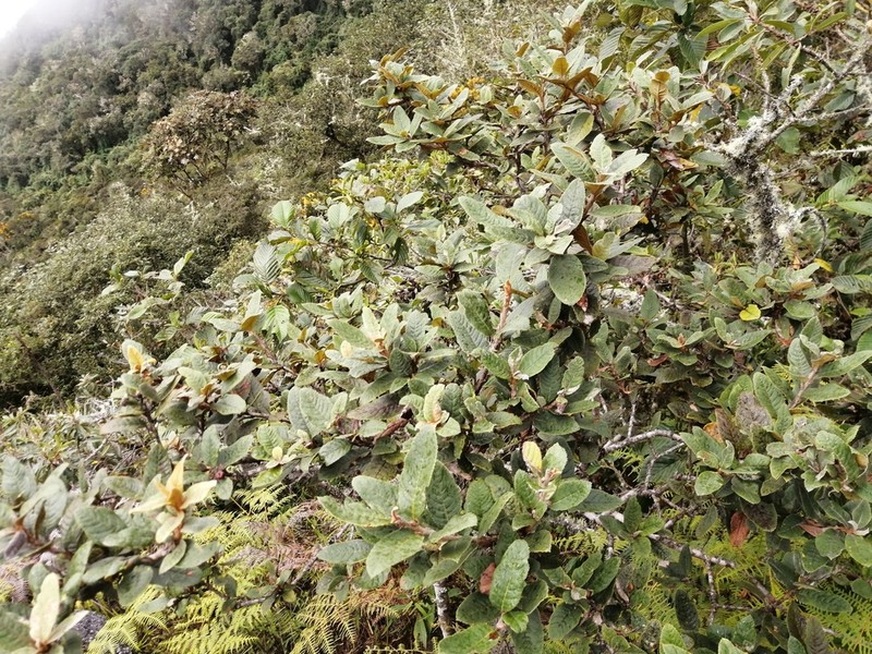 Clethra ferruginea photo 5