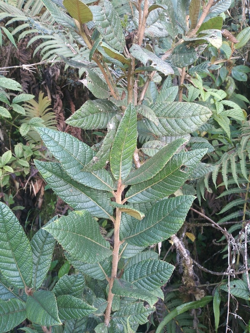 Clethra ferruginea photo 6