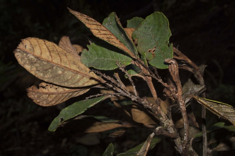 Clethra ferruginea photo 7