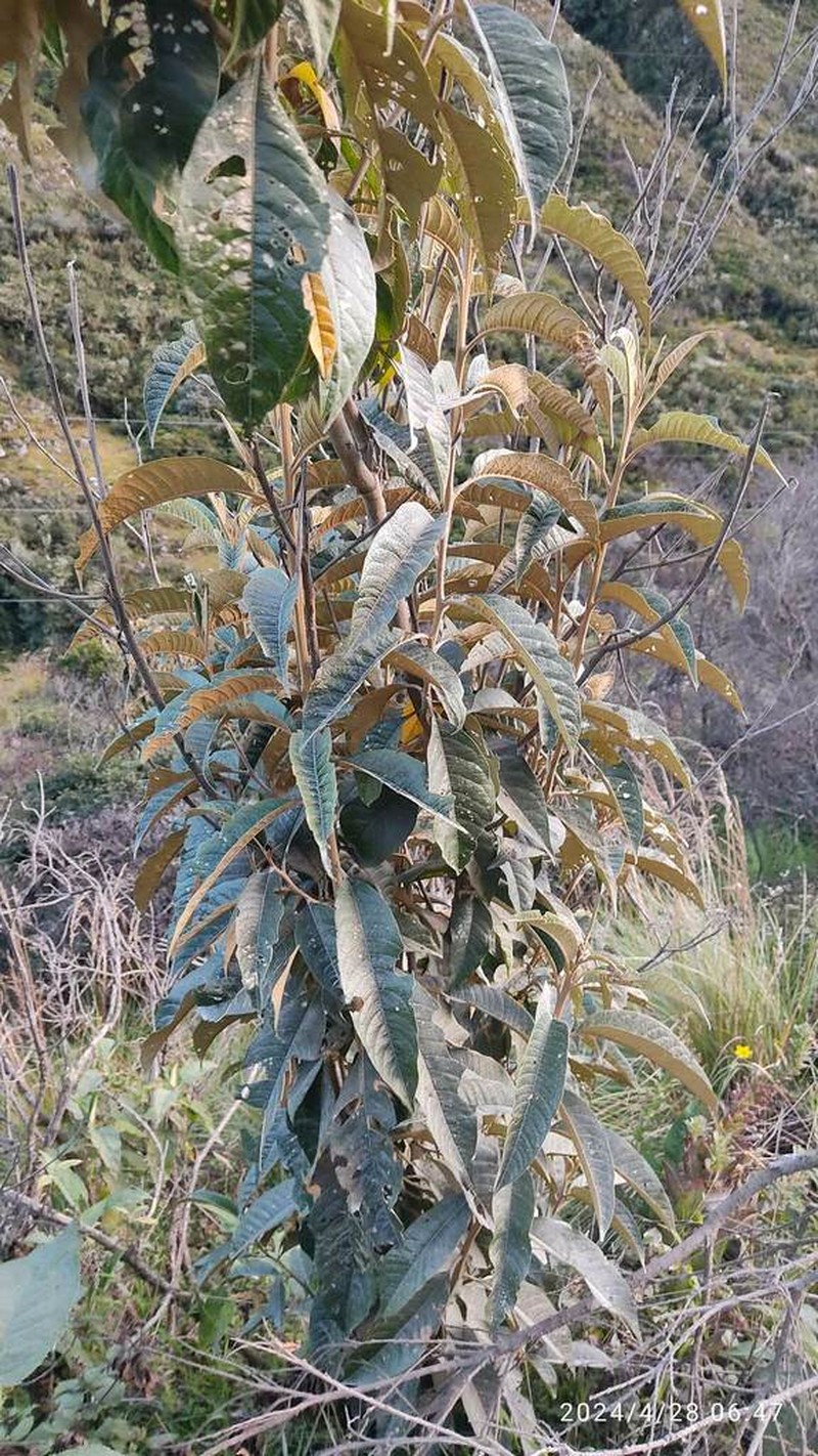 Clethra ferruginea photo 8