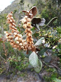 Clethra fimbriata