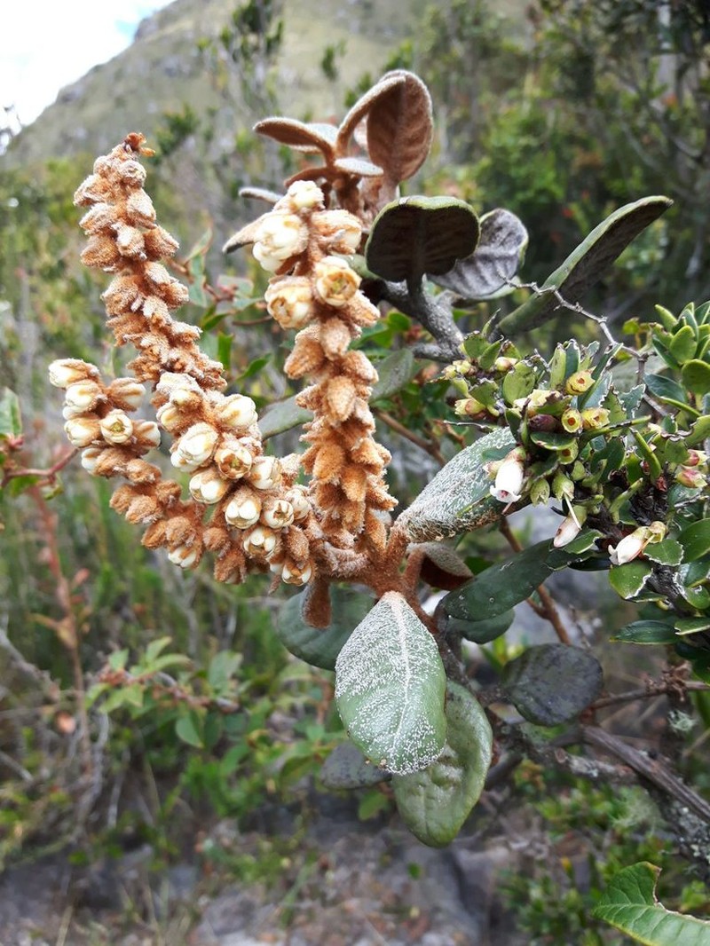 Clethra fimbriata
