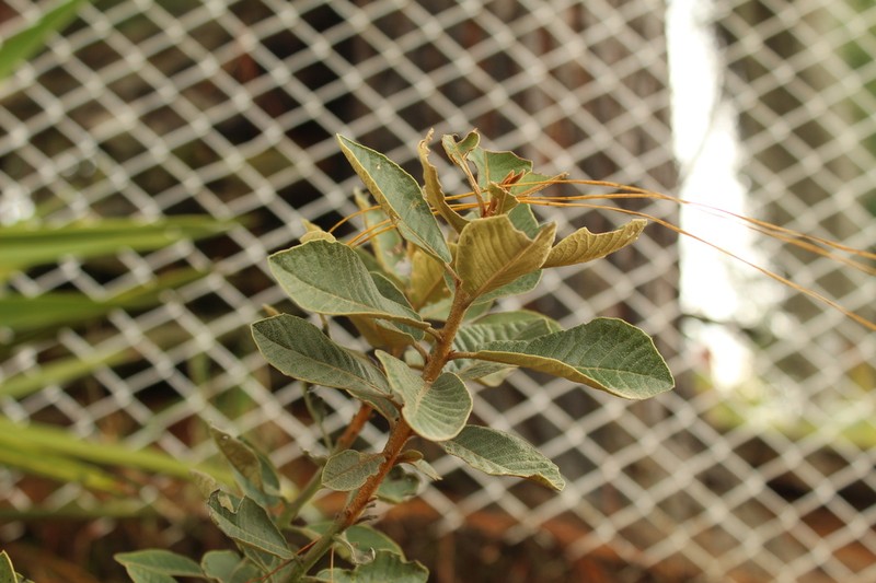 Clethra fimbriata photo 2