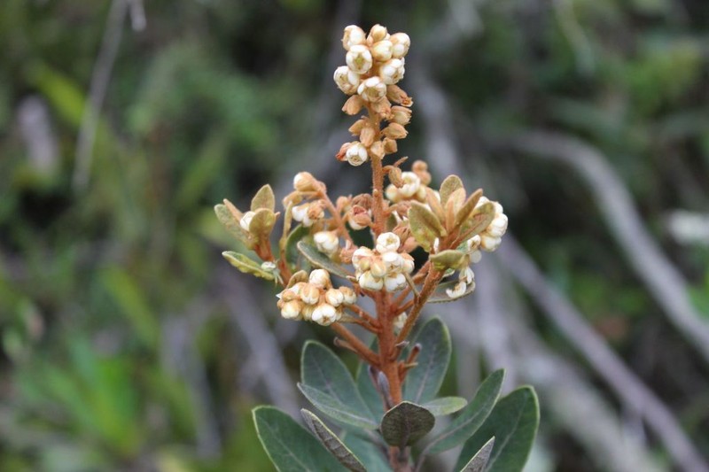 Clethra fimbriata photo 3