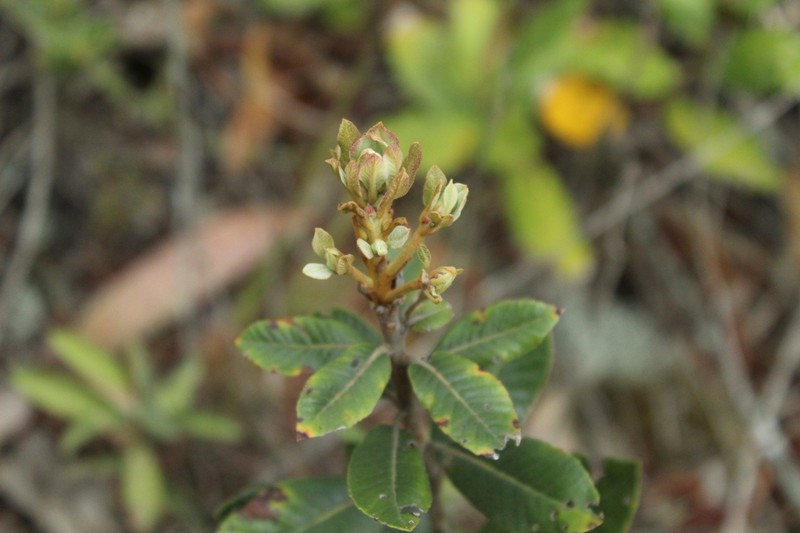 Clethra fimbriata photo 4