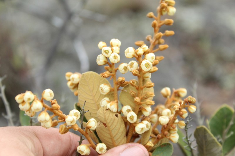 Clethra fimbriata photo 5