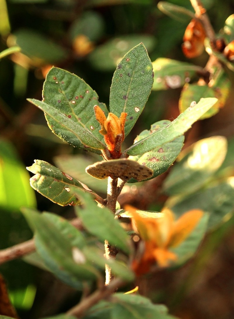 Clethra fimbriata photo 7