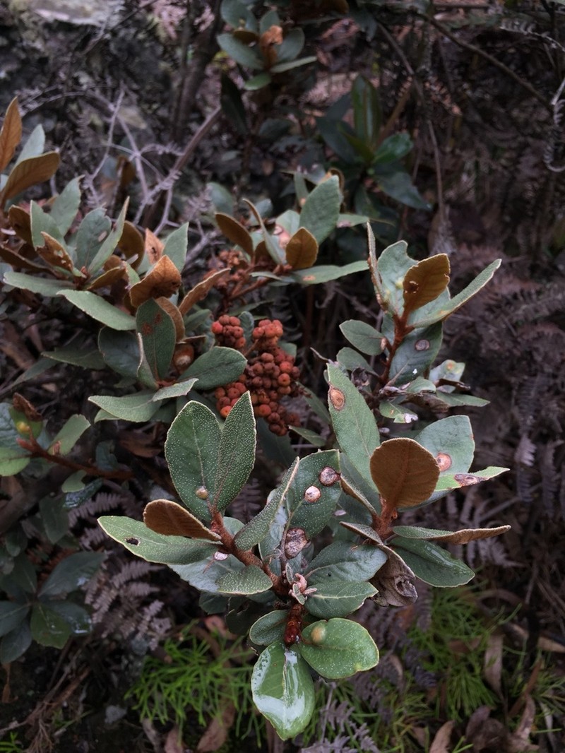 Clethra fimbriata photo 8