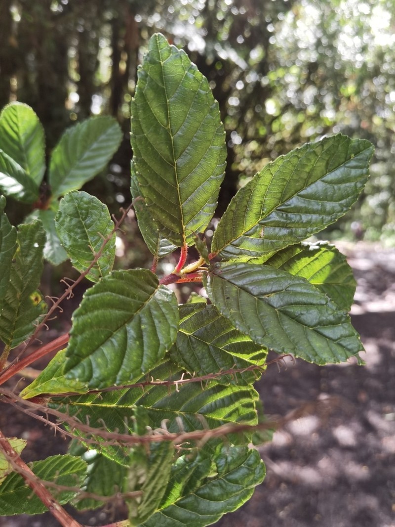 Clethra formosa