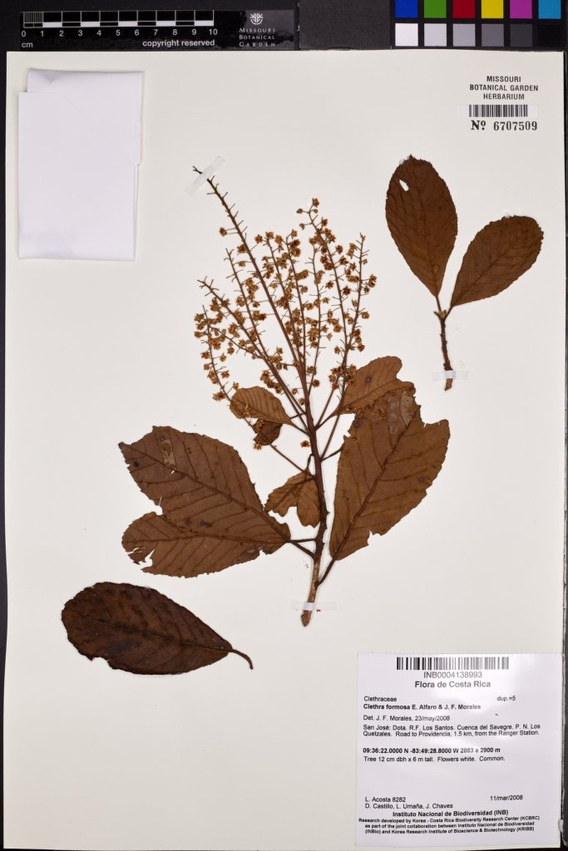 Clethra formosa photo 2