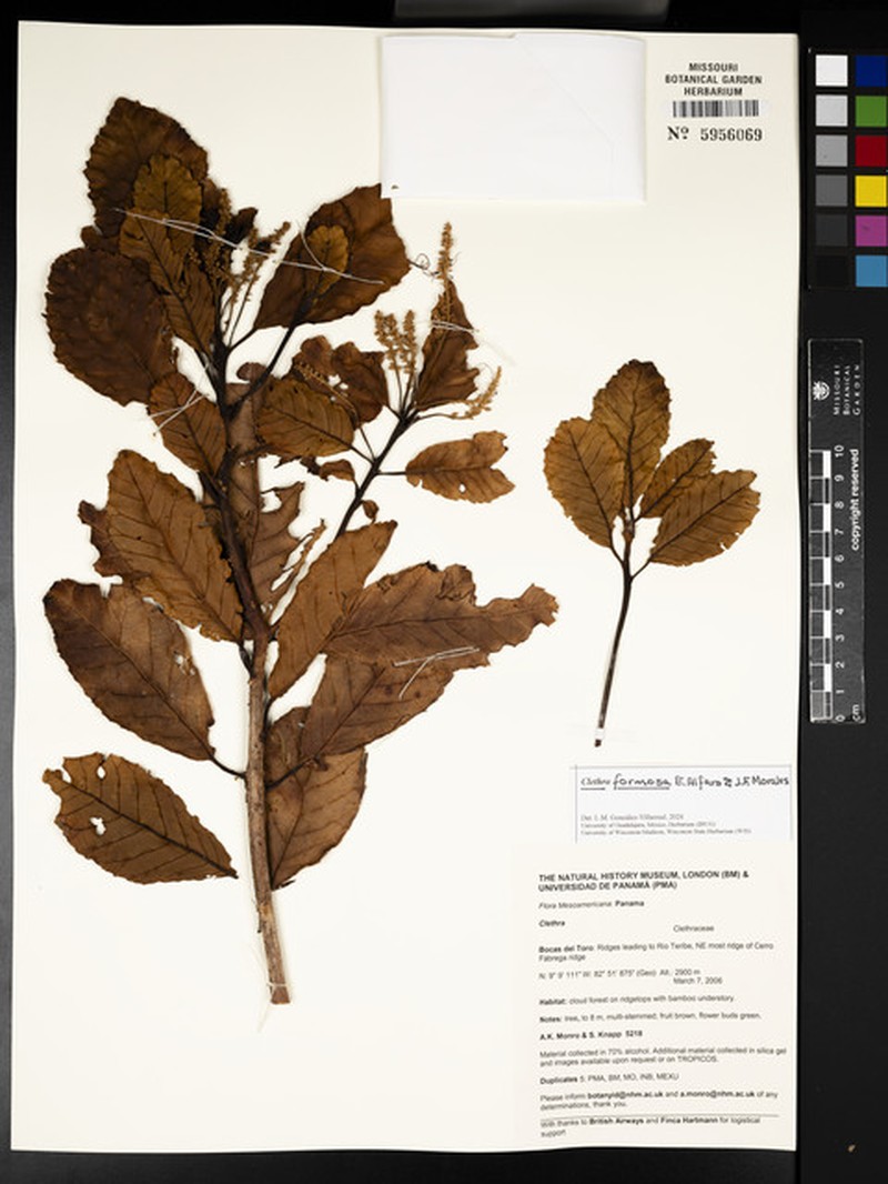 Clethra formosa photo 3