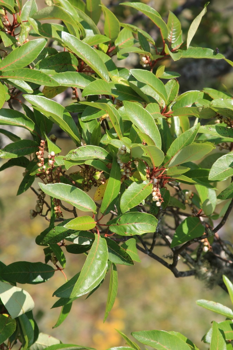 Clethra fragrans