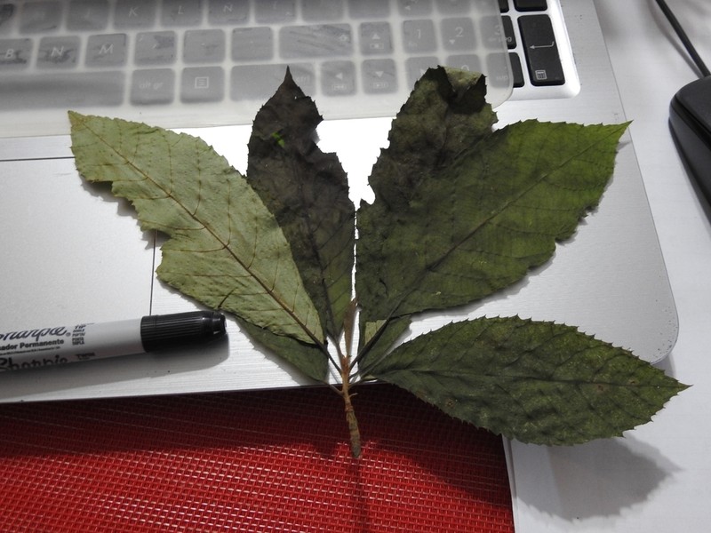 Clethra fragrans photo 2