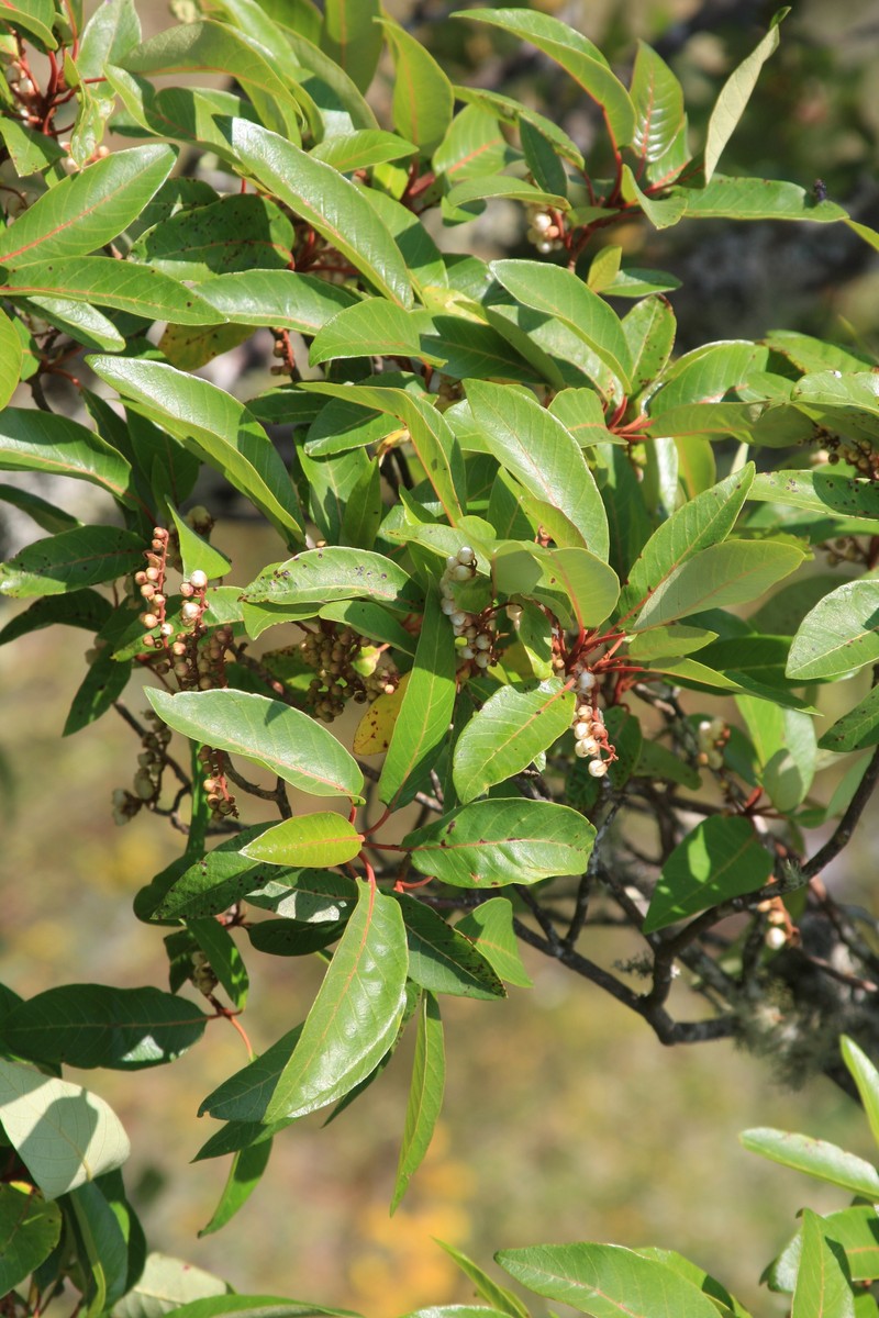 Clethra fragrans photo 4