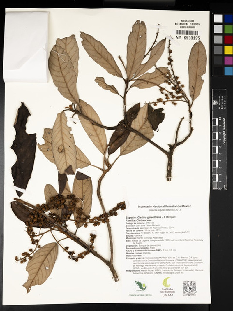 Clethra galeottiana
