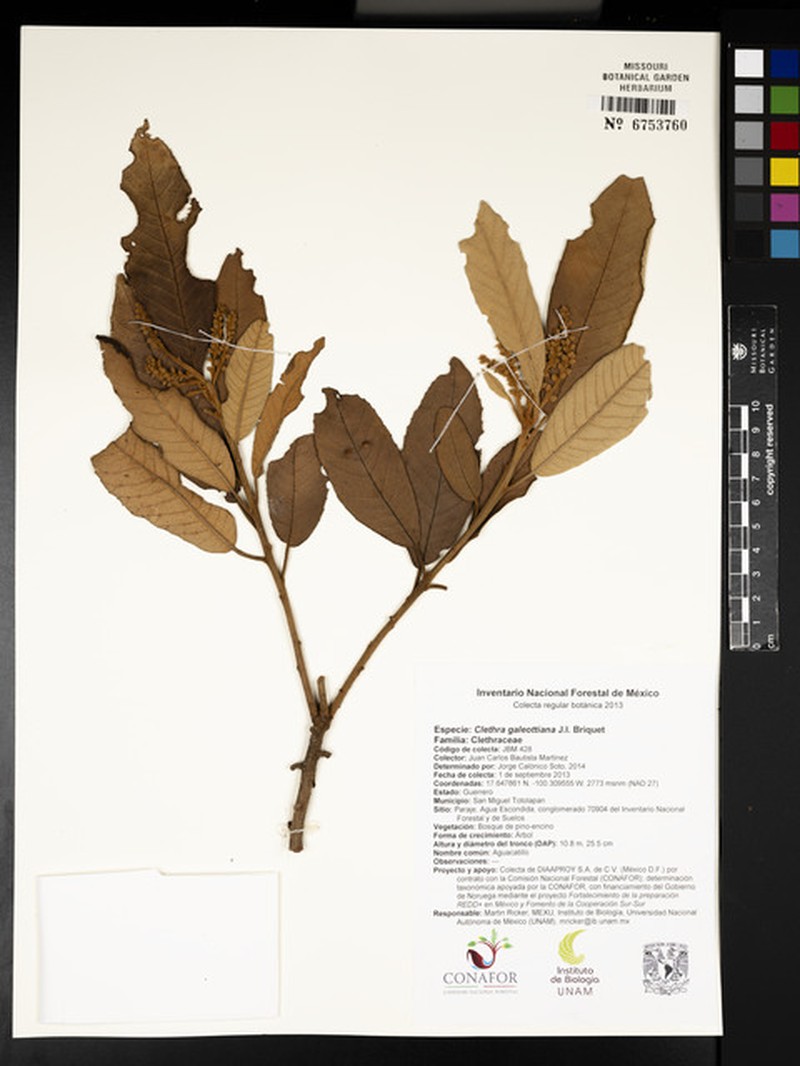 Clethra galeottiana photo 2