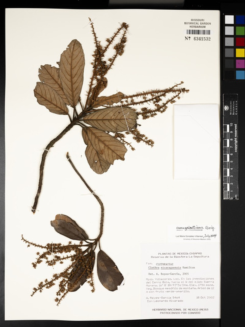 Clethra galeottiana photo 3