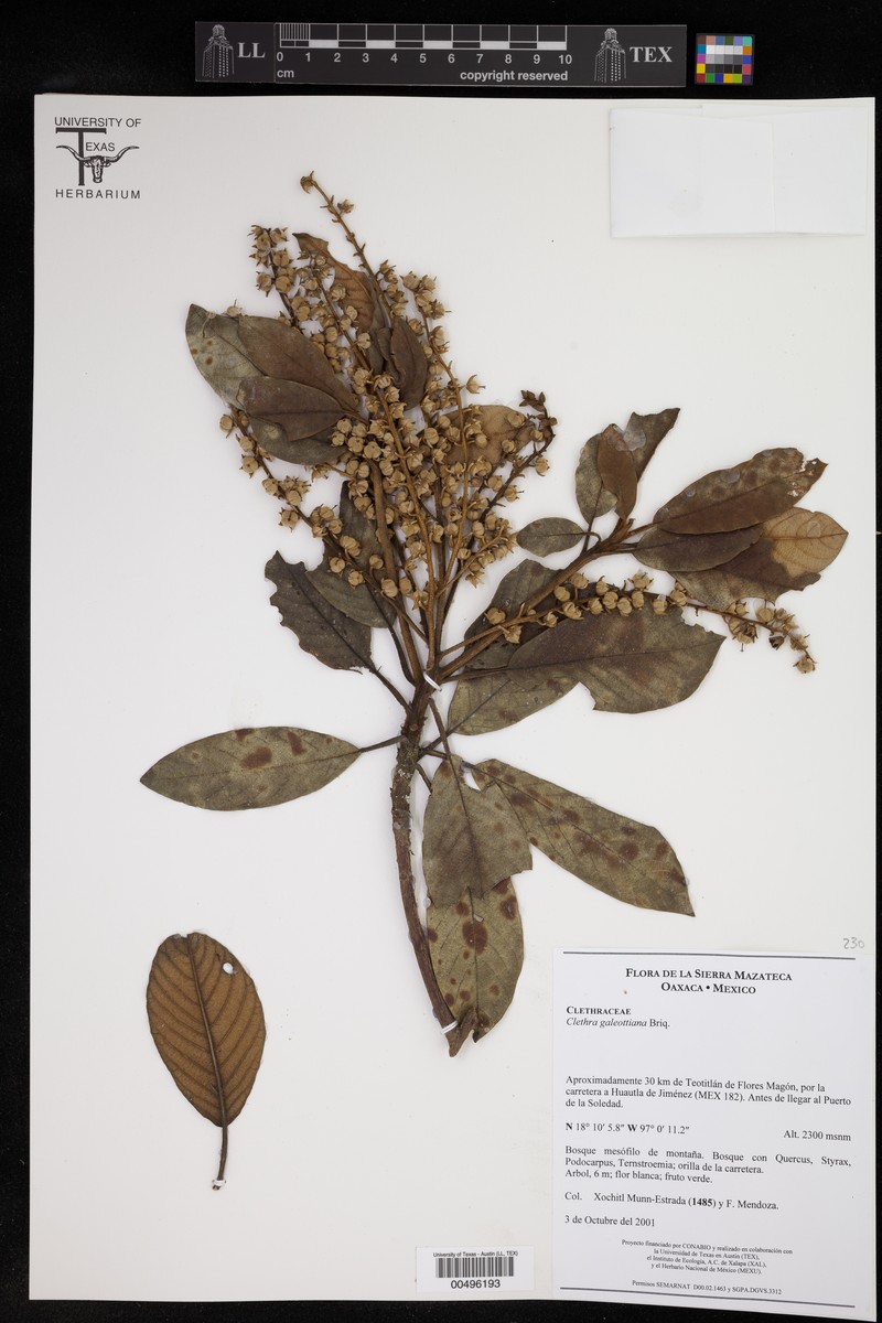 Clethra galeottiana photo 4