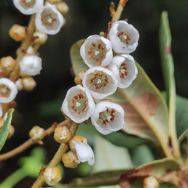 Clethra gelida