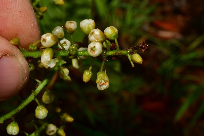 Clethra gelida photo 2